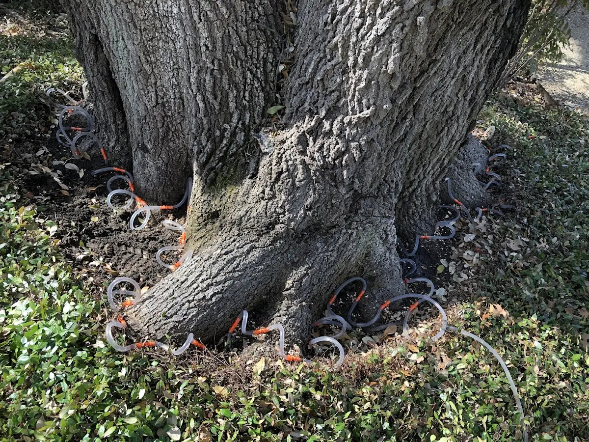 Detailed Tree Cabling and Bracing job site in Dunlo