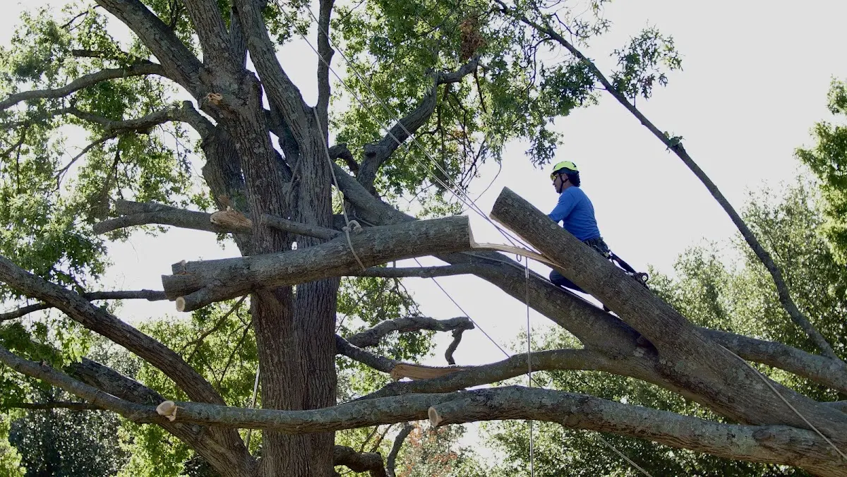 Professional Hazardous Tree Removal performed by certified arborists in Dunlo