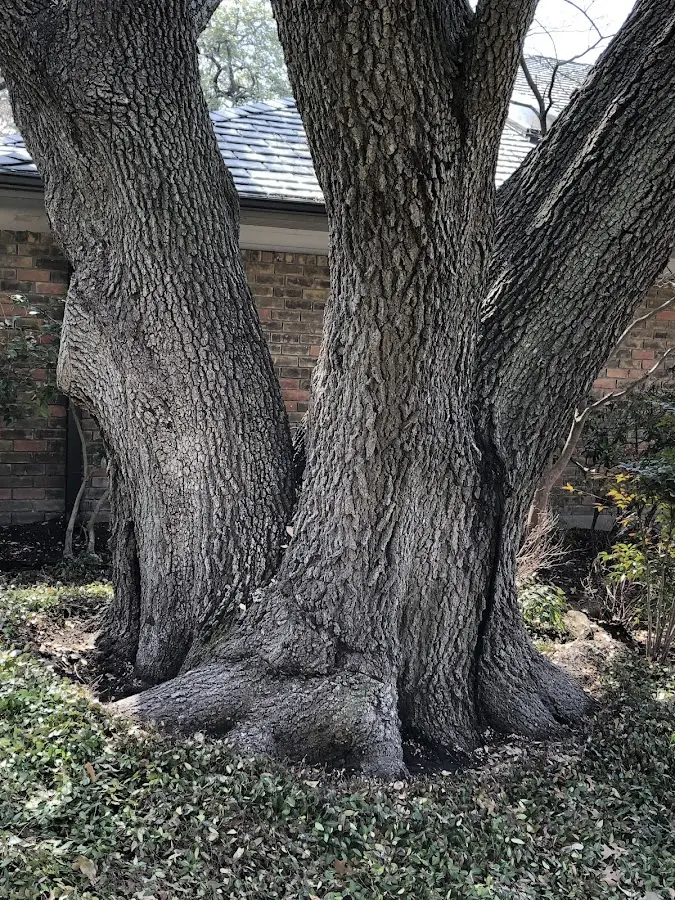Mature heritage tree close to a Dunlo property cared for by certified arborists